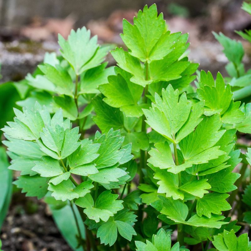 Lovage
