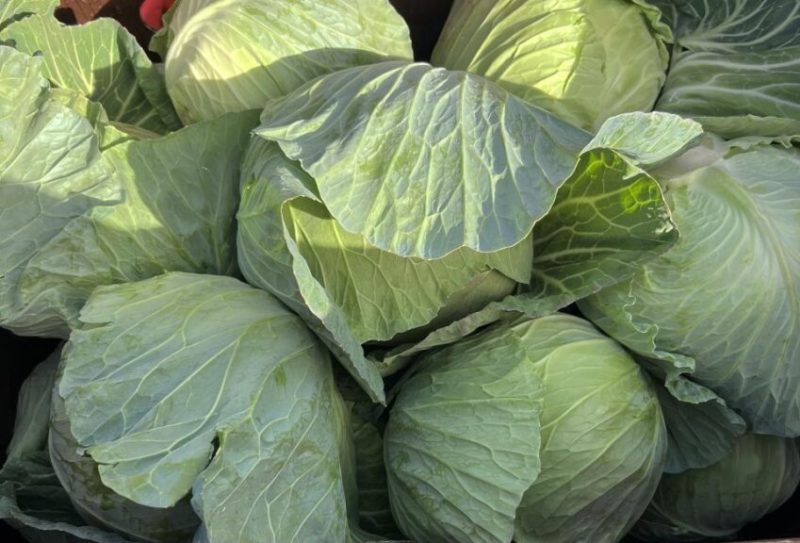 Dehydrated Cabbage