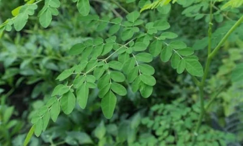 Dehydrated Moringa Leaves