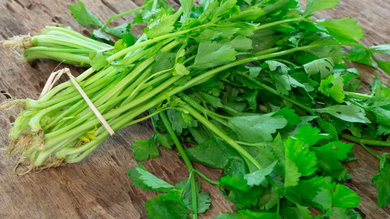 Dehydrated Coriander Leaves (Cilantro)
