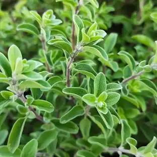 Marjoram