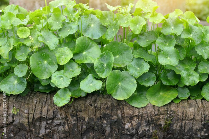 Gotu Kola (Centella Asiatica) Leaves