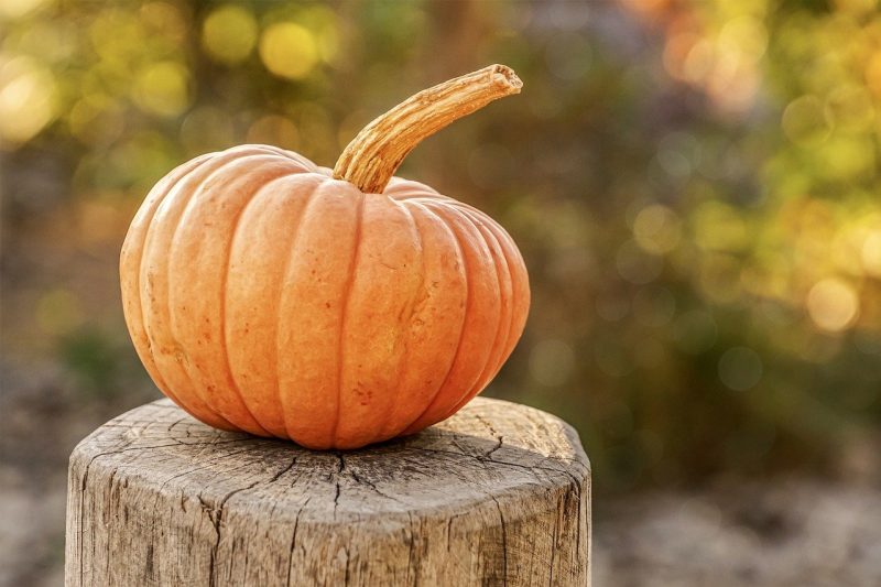 Dehydrated Pumpkin