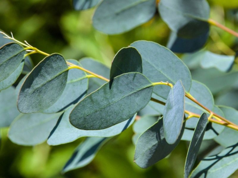 Eucalyptus Leaves